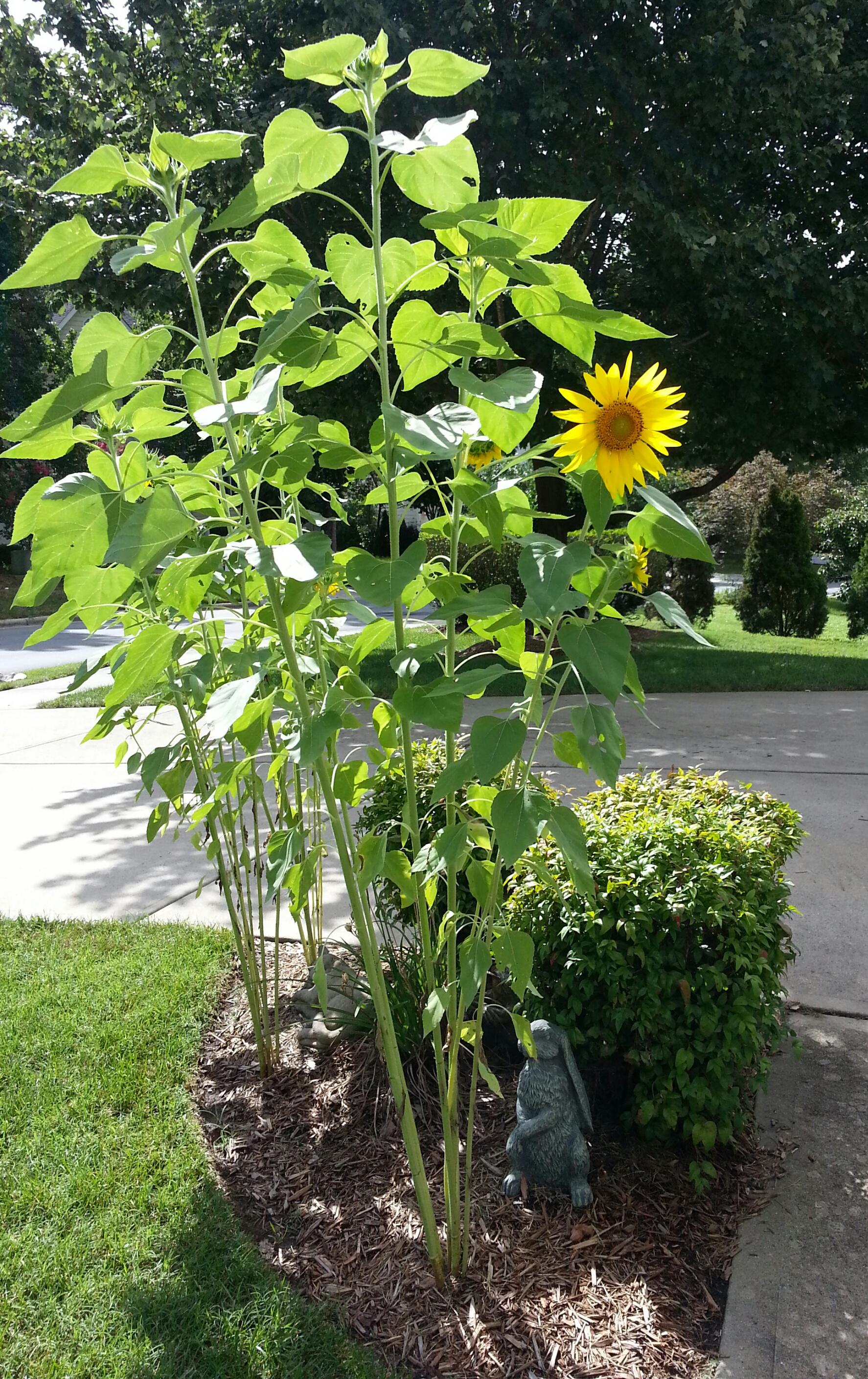 sunflowers in my garden