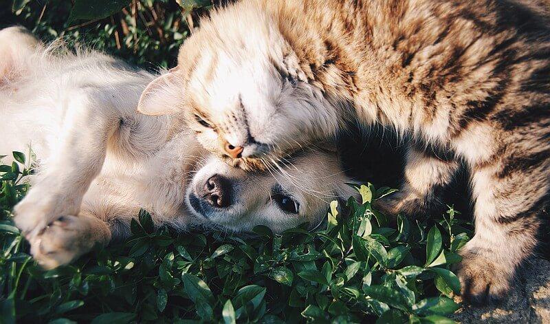 Cat and dog cuddling on the grass